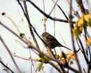 oiseau